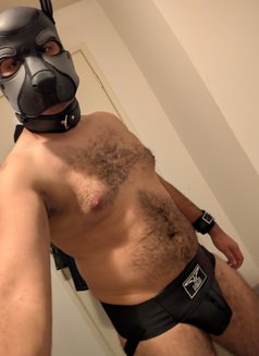 Minus the Pup - Male escort in Melbourne Photo 3 of 3