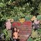 Mira - Transsexual escort in Beirut