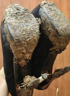 Mistress Cindy - escort in New Delhi Photo 5 of 6