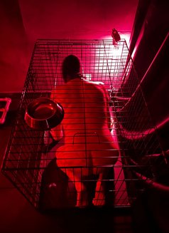 Mistress Sloane - dominatrix in Bucharest Photo 3 of 12