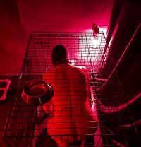 Mistress Sloane - dominatrix in Bucharest