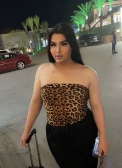 Moni shemale - Transsexual escort in Erbil Photo 9 of 9