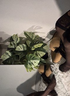 Nicha - Intérprete transexual de adultos in Phuket Photo 5 of 5