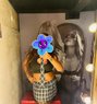 Nikki (Genuine Independent Escort) - escort in Colombo Photo 1 of 5