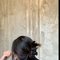 Nisha Independent Girl in Delhi - escort in New Delhi Photo 1 of 4