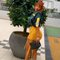 Poshsexy - escort in Kuwait