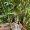 Pricilla - escort in Bali Photo 3 of 6