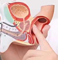 Prostate massage and 4 hands massage - masseuse in Al Manama