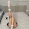 Yeno Verified Escort - escort in Eilat