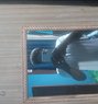 Rahul - Male escort in Manali Photo 1 of 1
