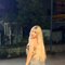Ritaj - Transsexual escort in Beirut