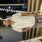 Rohit - Male escort in Gurgaon
