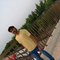 Saisuresh - Male escort in Hyderabad