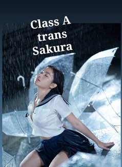 Sakura - Transsexual escort in Manila Photo 17 of 19