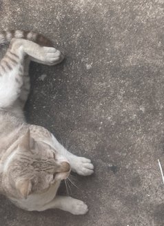 Sammi - escort in Pattaya Photo 1 of 1