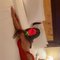 Sara - escort in Muscat Photo 3 of 4