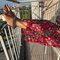 Sejal Talwar - escort in Hyderabad Photo 3 of 6