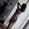 Sexy Cindy2025 - Acompañantes transexual in Bangkok Photo 3 of 12