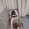 Shaly - escort in Ho Chi Minh City Photo 2 of 4