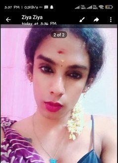 Shemale Ziya - Transsexual escort in Chennai Photo 3 of 4