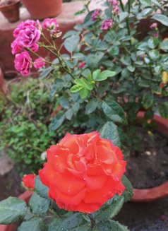 Shruti Chokroborty - escort in Kolkata Photo 1 of 3