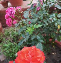 Shruti Chokroborty - escort in Kolkata