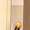 SIKHA - escort in Rajkot