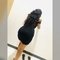 Taniya GFE_In call ( only ) - escort in Colombo Photo 4 of 7