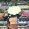 Tina New arrival anal sex deepthroat - escort in Mumbai Photo 3 of 7