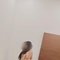 Fully independent high-level exp. - escort in Bangalore Photo 2 of 7