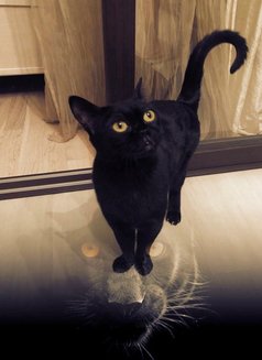 Yana - escort in Mauritius Photo 14 of 28