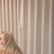 BlytheBlonde🇵🇭 - escort in Riyadh