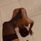 Cute Mallu TS Top/Bottom - Transsexual escort in Kochi Photo 3 of 13