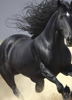 Young Horse - Acompañantes masculino in Islamabad Photo 3 of 5