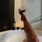 MISS ELINDA{G.F.E\COMPANION\ALL SERVICE} - escort in Abu Dhabi Photo 3 of 12