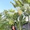 Zeeylan - escort in Bali