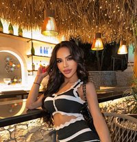 Zindy Vvip - Acompañantes transexual in Doha